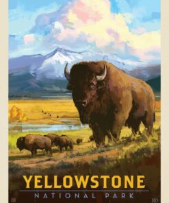 Yellowstone National Park: American Bison