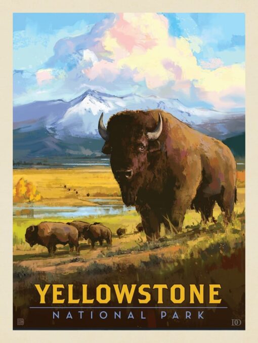 Yellowstone National Park: American Bison